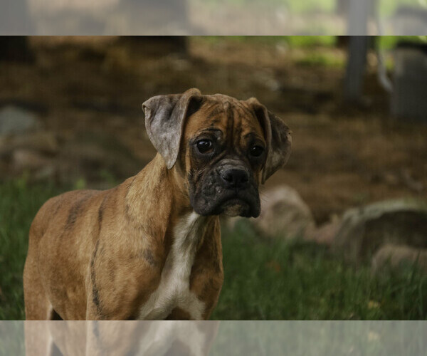 Medium Photo #7 Boxer Puppy For Sale in SHIPSHEWANA, IN, USA