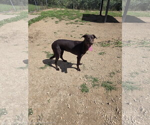 Chocolate Labrador retriever-Unknown Mix Dogs for adoption in Maquoketa, IA, USA