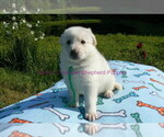 Small #11 German Shepherd Dog