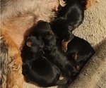 Small Yorkshire Terrier