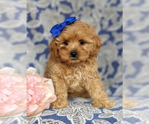 Cavapoo-Poodle (Toy) Mix Puppy for sale in BIRD IN HAND, PA, USA
