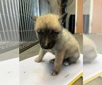 Small German Shepherd Dog Mix