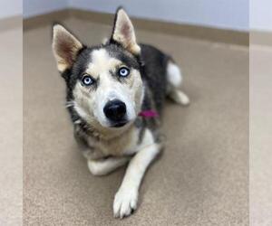 Siberian Husky Dogs for adoption in Aurora, CO, USA