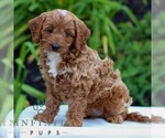 Small #2 Cavapoo