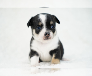 Chihuahua Puppy for sale in UNION GROVE, NC, USA