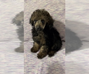 Poodle (Toy) Puppy for Sale in NEW HAVEN, Connecticut USA