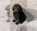 Small Photo #1 Poodle (Toy) Puppy For Sale in NEW HAVEN, CT, USA