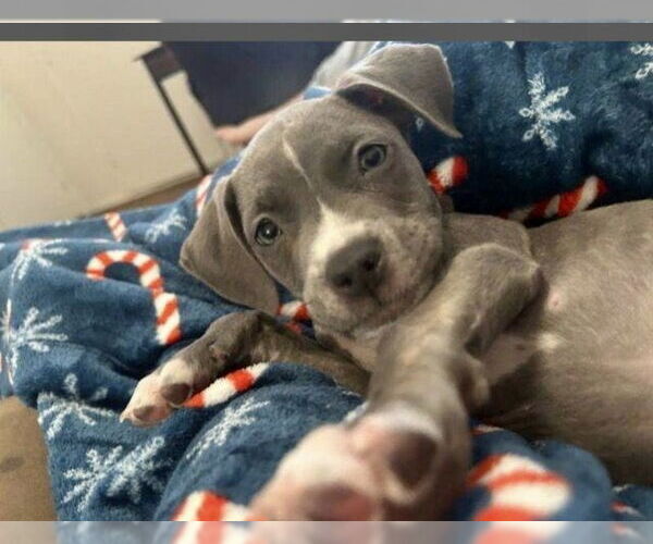 Medium Photo #8 American Pit Bull Terrier-American Staffordshire Terrier Mix Puppy For Sale in Mesa, AZ, USA