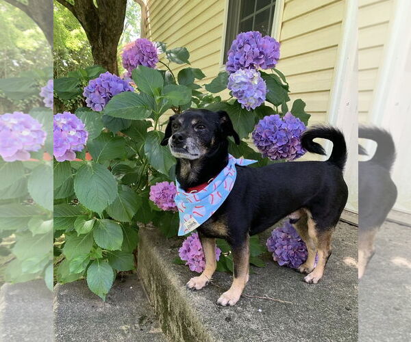 Medium Photo #3 Mutt Puppy For Sale in Philadelphia, PA, USA