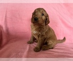 Puppy Hermione Goldendoodle