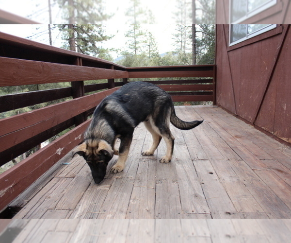 Medium Photo #7 German Shepherd Dog Puppy For Sale in PINE MOUNTAIN CLUB, CA, USA