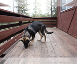 Small Photo #7 German Shepherd Dog Puppy For Sale in PINE MOUNTAIN CLUB, CA, USA