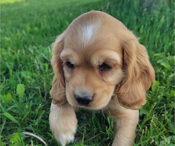 Medium Photo #5 Cocker Spaniel Puppy For Sale in WITHEE, WI, USA