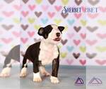 Small Photo #2 Miniature Bull Terrier Puppy For Sale in Dnipro, Dnipro, Ukraine