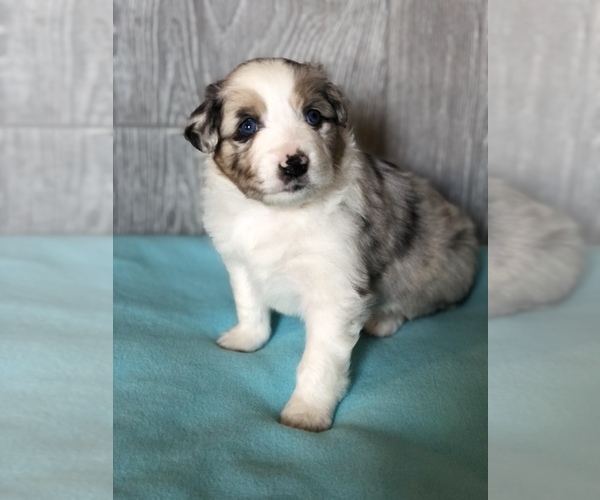 Medium Photo #1 Miniature Australian Shepherd Puppy For Sale in ORONOGO, MO, USA
