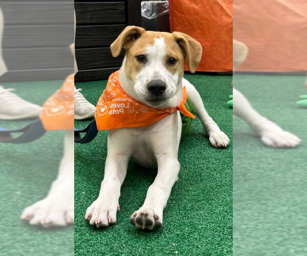 Medium Photo #4 Retriever -Unknown Mix Puppy For Sale in Minneapolis, MN, USA