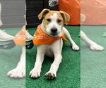 Small #3 Retriever  Mix