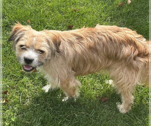 Frankie - Male Border Terrier-Unknown Mix Dog for Adoption - Photo #2
