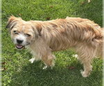 Small Photo #2 Border Terrier-Unknown Mix Puppy For Sale in St. Louis Park, MN, USA