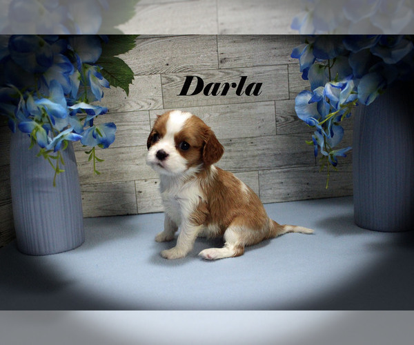 Medium Photo #4 Cavalier King Charles Spaniel Puppy For Sale in CHANUTE, KS, USA