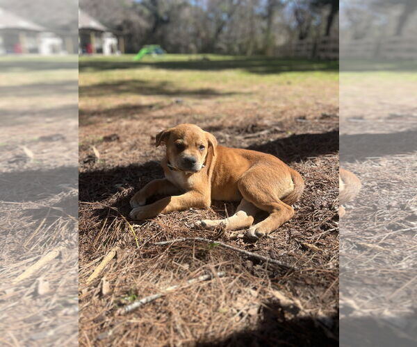 Medium Photo #1 Labrador Retriever-Unknown Mix Puppy For Sale in The Woodlands, TX, USA