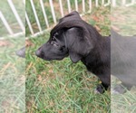Small Photo #7 Labrador Retriever-Unknown Mix Puppy For Sale in Holly Springs, NC, USA