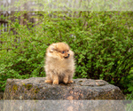 Small Photo #2 Pomeranian Puppy For Sale in WOOD DALE, IL, USA