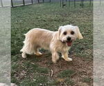 Small #1 Maltese