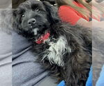Small #1 Australian Shepherd