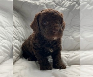 Labradoodle Puppy for sale in DAVENPORT, IA, USA