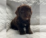 Image preview for Ad Listing. Nickname: Maple