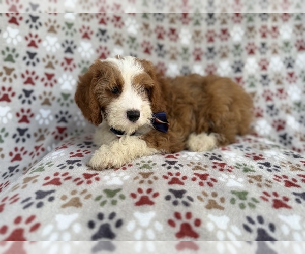 Medium Photo #4 Cavapoo (Miniature) Puppy For Sale in LAKELAND, FL, USA
