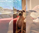 Small #6 Black Mouth Cur Mix