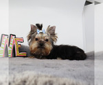 Small #3 Yorkshire Terrier