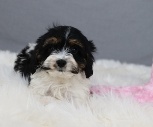 Cavapoo Puppy for sale in WEST SALEM, OH, USA