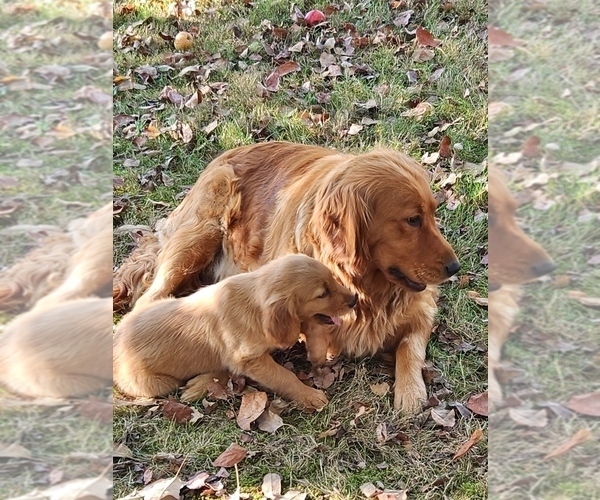 Medium Photo #1 Golden Retriever Puppy For Sale in FERNDALE, WA, USA