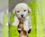 Small Photo #5 Maltipoo Puppy For Sale in BALDWIN PARK, CA, USA