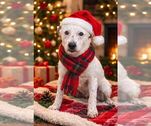 Mutt Dogs for adoption in Claremore, OK, USA