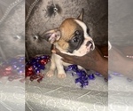 Puppy 1 French Bulldog