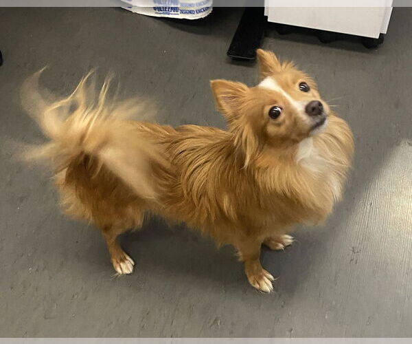 Medium Photo #2 Pomeranian-Unknown Mix Puppy For Sale in San Francisco, CA, USA