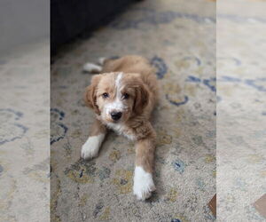 Labradoodle Dogs for adoption in Plainfield, IL, USA