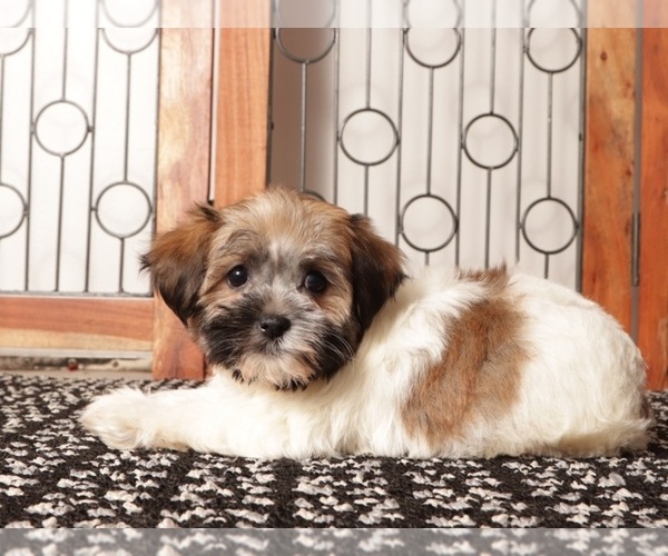 Medium Photo #9 Havanese Puppy For Sale in NAPLES, FL, USA