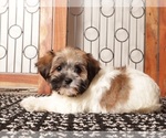 Small Photo #9 Havanese Puppy For Sale in NAPLES, FL, USA