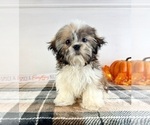 Small #4 Shih Tzu