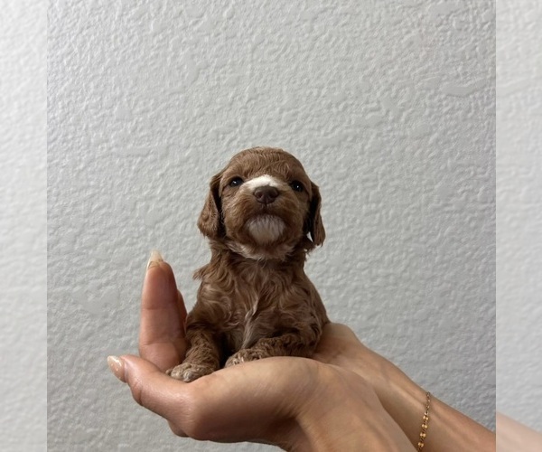 Medium Photo #5 Cock-A-Poo Puppy For Sale in FOLSOM, CA, USA