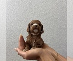 Small Photo #11 Cock-A-Poo Puppy For Sale in FOLSOM, CA, USA