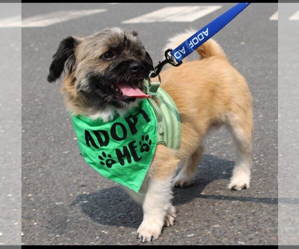 Medium Photo #1 Shiranian Puppy For Sale in Oakhurst, NJ, USA