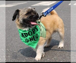 Shiranian Dogs for adoption in Oakhurst, NJ, USA