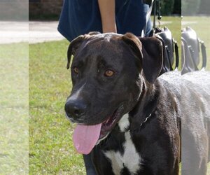 Great Dane-Unknown Mix Dogs for adoption in Slidell, LA, USA