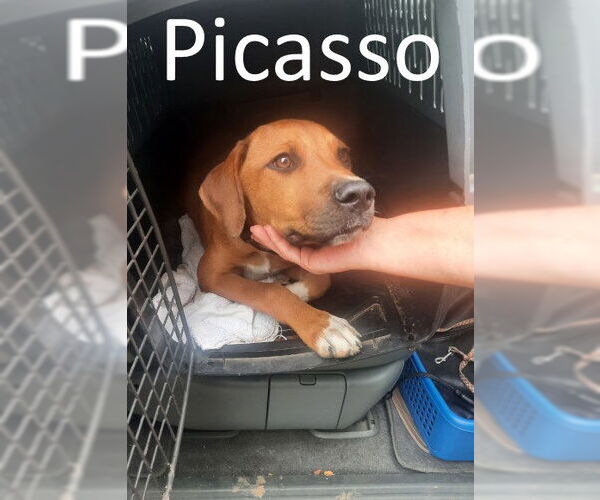 Medium Photo #5 Mountain Cur-Unknown Mix Puppy For Sale in Mountain View, AR, USA